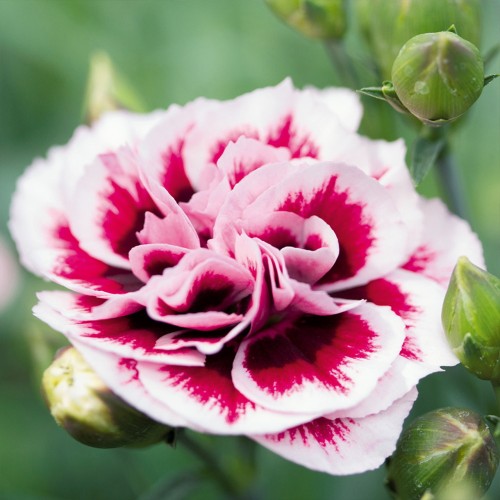 Dianthus caryophyllus 'Sweet Pleasure®L Purple Picotee' - Aednelk 'Sweet Pleasure®L Purple Picotee'    